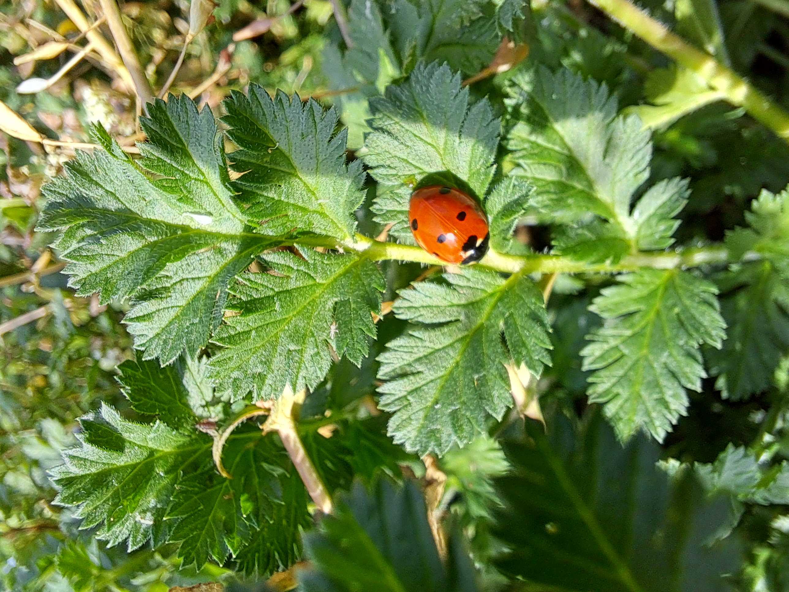 Coccinellesite-697a2af6d22bd.jpeg